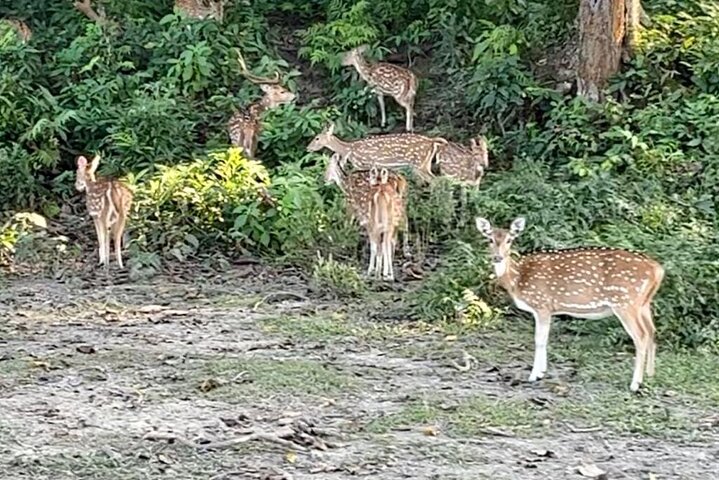 Chitwan National Park Unique Activities From Untouched Side Madi