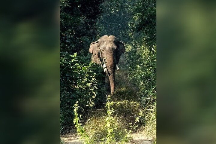 Chitwan National Park Unique Activities From Untouched Side Madi