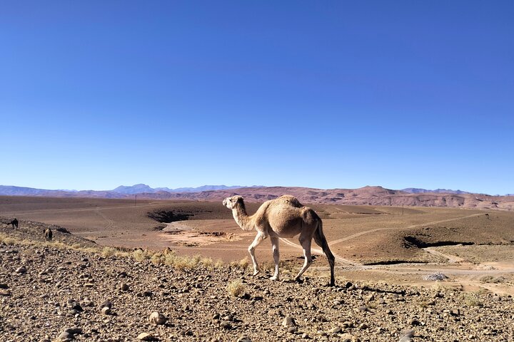 Hiking Valley of Roses and Dades Morocco