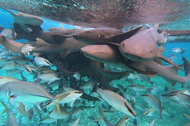 Let's snorkel Hol Chan the Best Marine Reserve in Belize