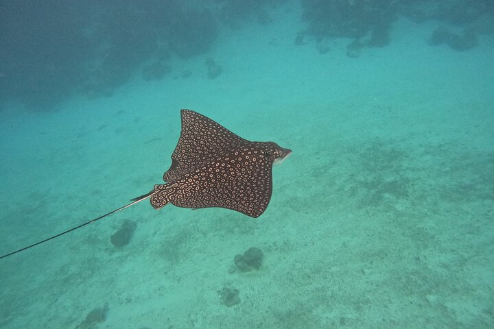 Let's snorkel Hol Chan the Best Marine Reserve in Belize
