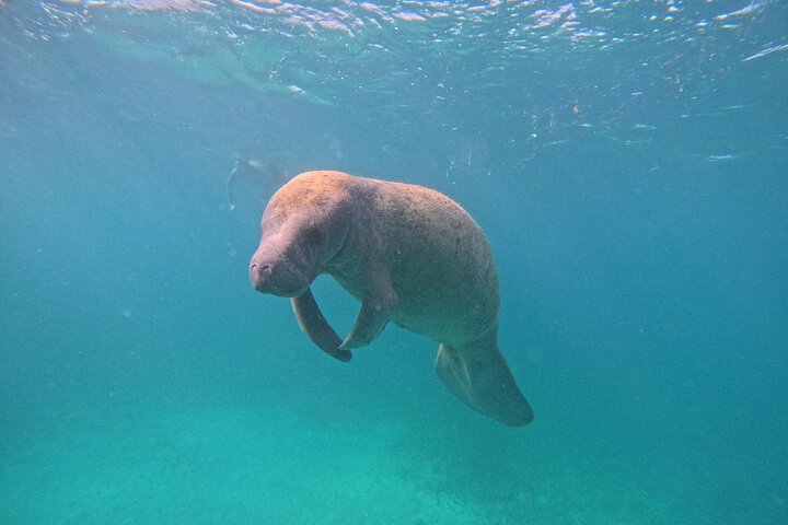 Let's snorkel Hol Chan the Best Marine Reserve in Belize