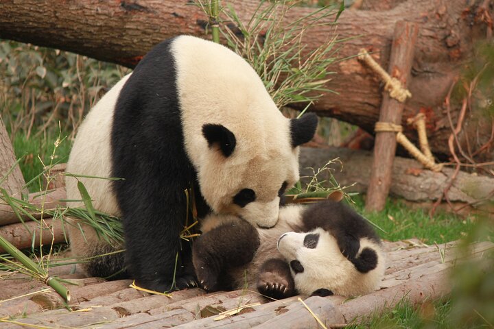 Chengdu Panda Research Base Tickets And Optional Private Tour