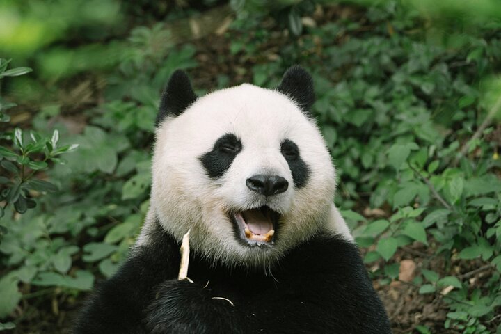 Chengdu Panda Research Base Tickets And Optional Private Tour
