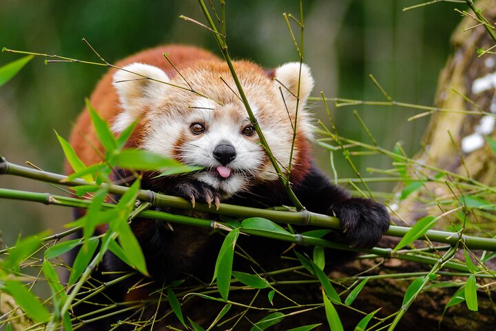 Chengdu Panda Research Base Tickets And Optional Private Tour