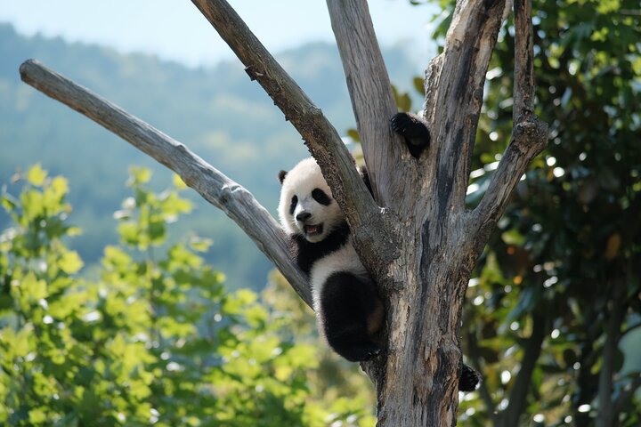 Chengdu Panda Research Base Tickets And Optional Private Tour
