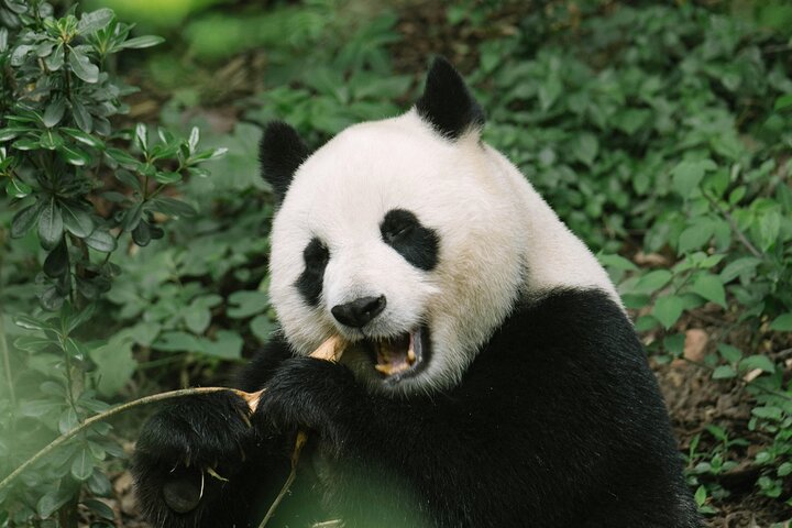 Chengdu Panda Research Base Tickets And Optional Private Tour