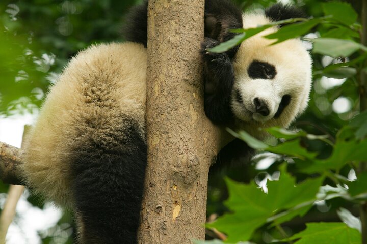 Chengdu Panda Research Base Tickets And Optional Private Tour