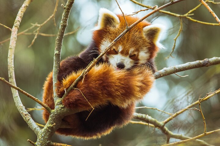Chengdu Panda Research Base Tickets And Optional Private Tour
