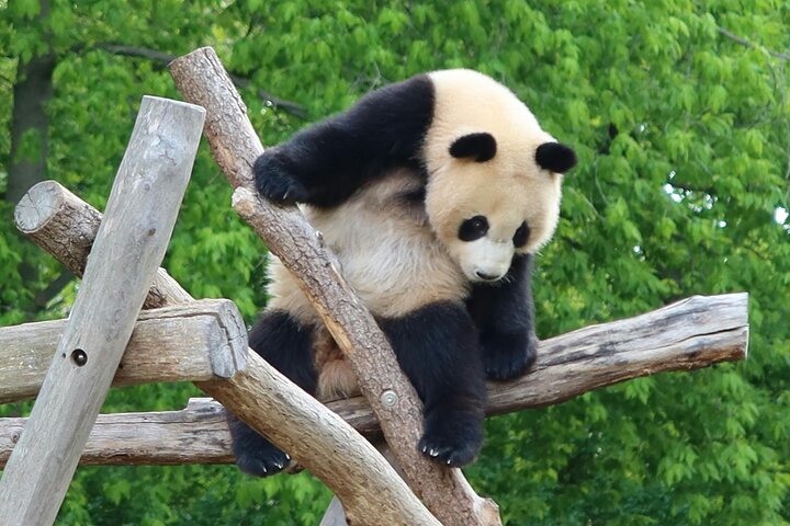 Chengdu Panda Research Base Tickets And Optional Private Tour