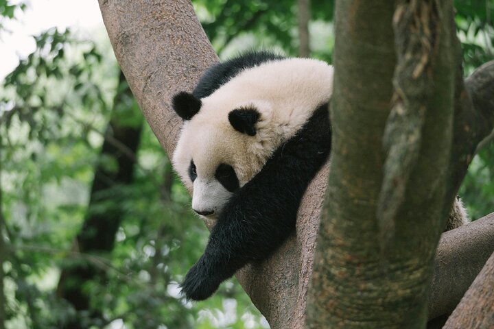 Chengdu Panda Research Base Tickets And Optional Private Tour