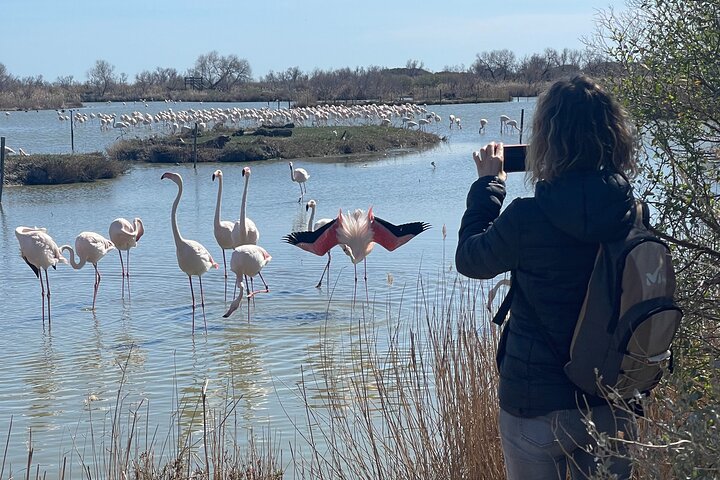 Day in Camargue Aigues-Mortes and St Marie de la mer