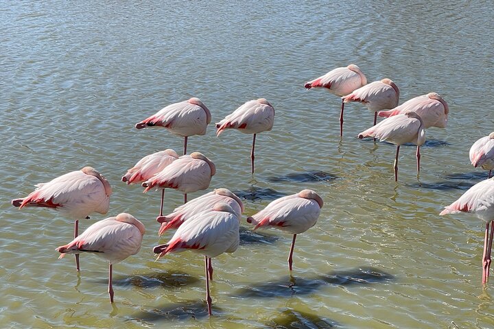 Day in Camargue Aigues-Mortes and St Marie de la mer
