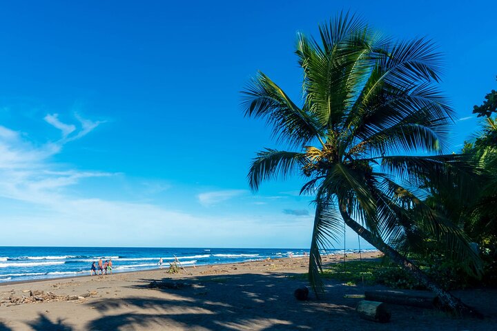 Tortuguero:Canoe tour, day hike, hill tour, night or spawning tour