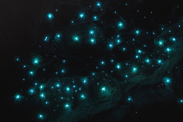 Glow Worm Tunnel Evening Guided Tour