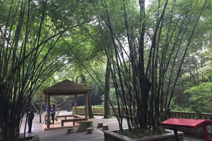 Chengdu Panda Research Base Tickets And Optional Private Tour