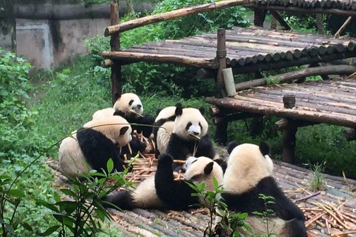 Chengdu Panda Research Base Tickets And Optional Private Tour