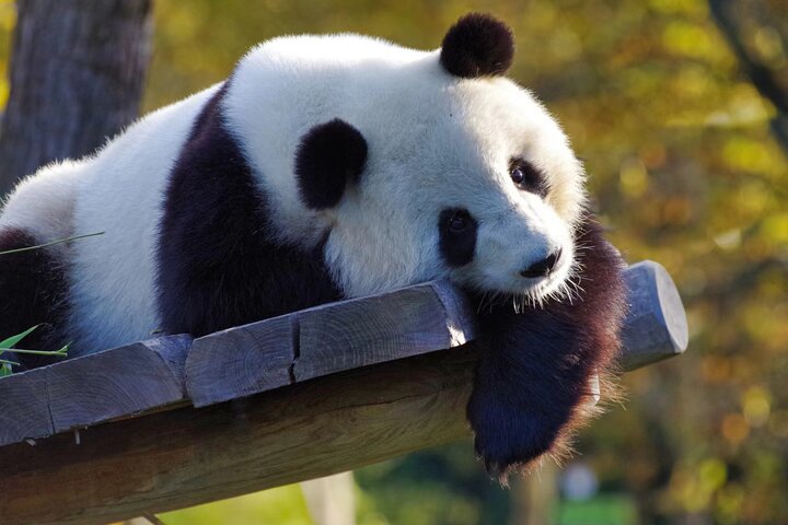Chengdu Panda Research Base Tickets And Optional Private Tour