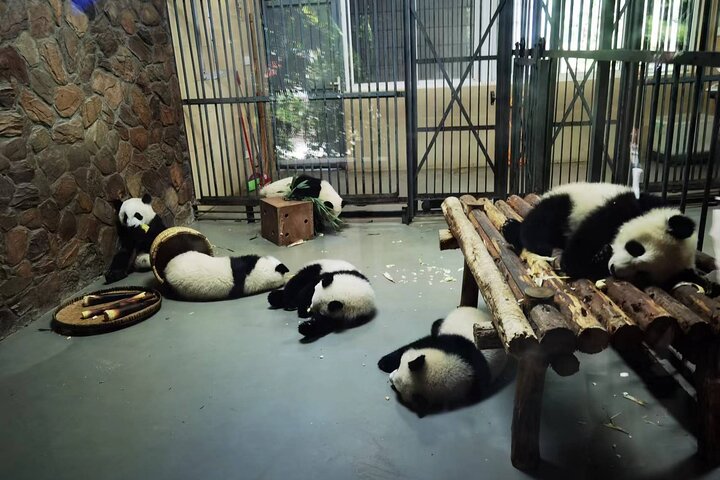 Chengdu Panda Research Base Tickets And Optional Private Tour