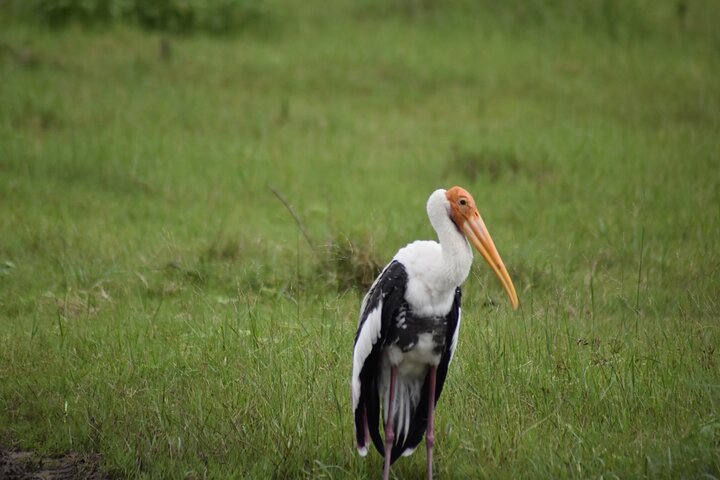 Private Elephant Safari at Minneriya National Park-All Inclusive