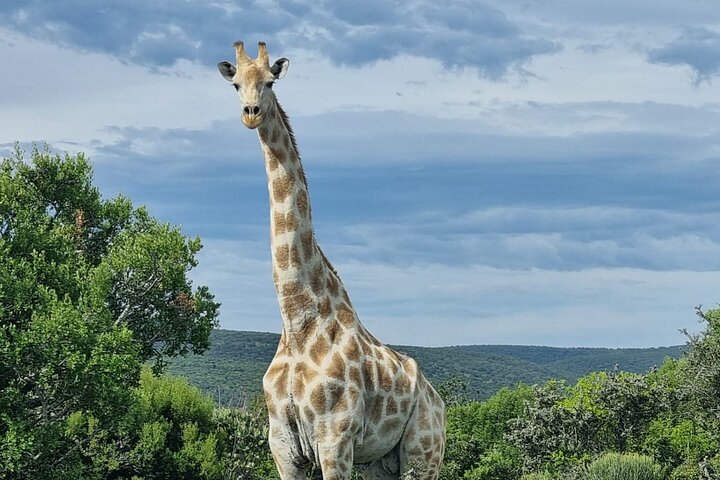 Full-Day Addo Elephant Park & Giraffe Walk