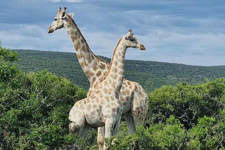 Full-Day Addo Elephant Park & Giraffe Walk