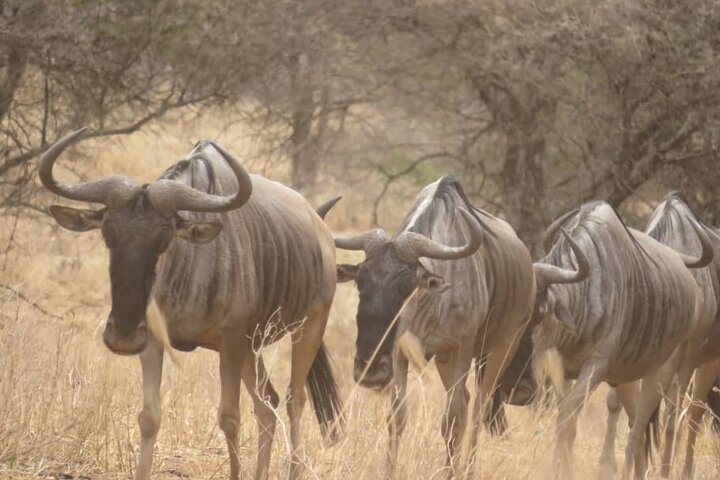 Tanzania Private Classic Safari - 7 Days