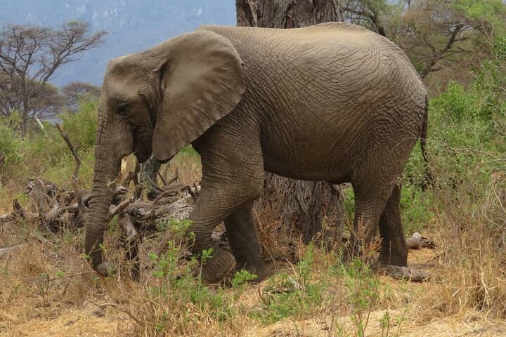 Tanzania Private Classic Safari - 7 Days