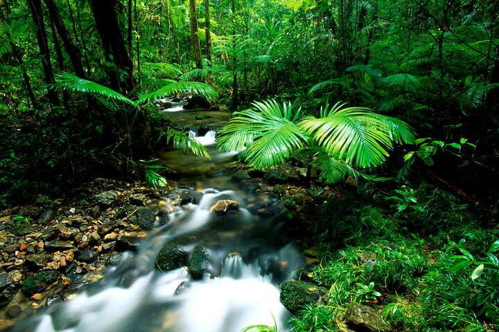 Daintree Rainforest, Mossman Gorge Small-Group from Port Douglas