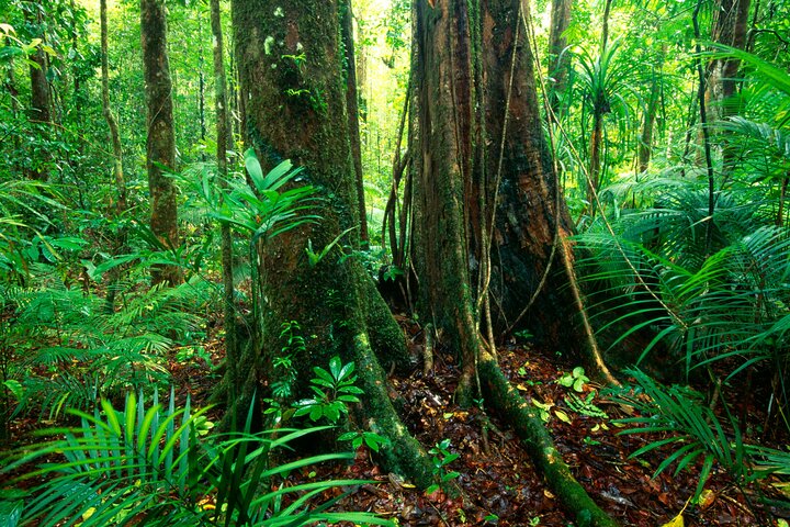 Daintree Rainforest, Mossman Gorge Small-Group from Port Douglas