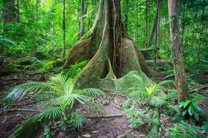 Daintree Rainforest, Mossman Gorge Small-Group from Port Douglas