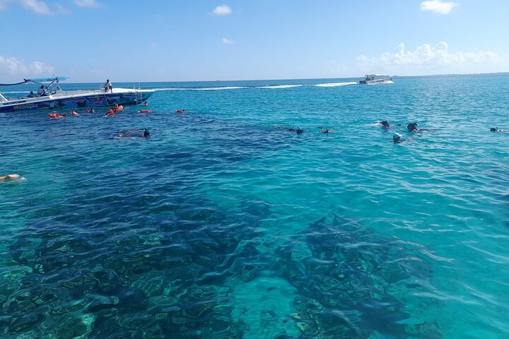 Private Nassau Rose Island Boat Tour Swimming Pigs, Turtles