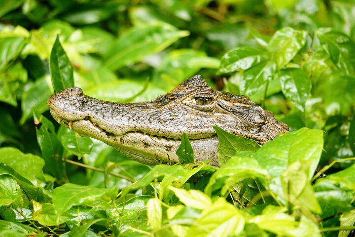 Tortuguero:Canoe tour, day hike, hill tour, night or spawning tour