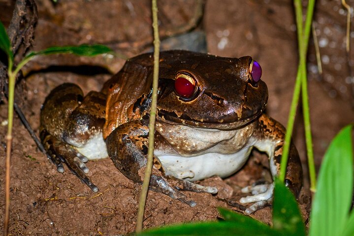 Night Mangrove Safari Boat Tour with Dinner | Manuel Antonio