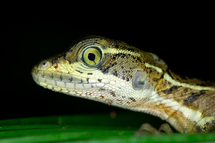 Night Mangrove Safari Boat Tour with Dinner | Manuel Antonio