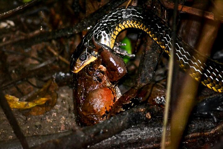Night Mangrove Safari Boat Tour with Dinner | Manuel Antonio