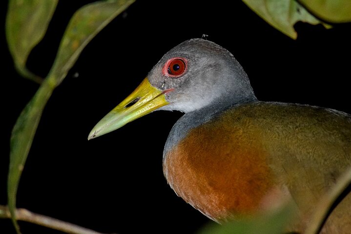 Night Mangrove Safari Boat Tour with Dinner | Manuel Antonio