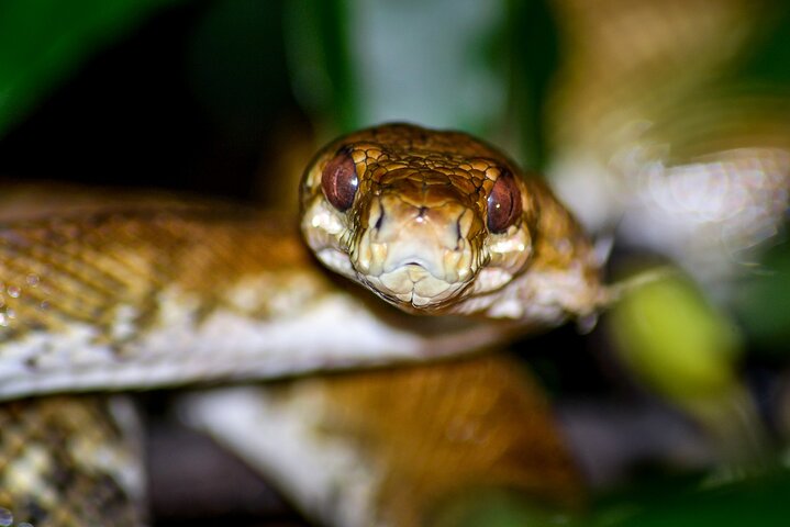Night Mangrove Safari Boat Tour with Dinner | Manuel Antonio