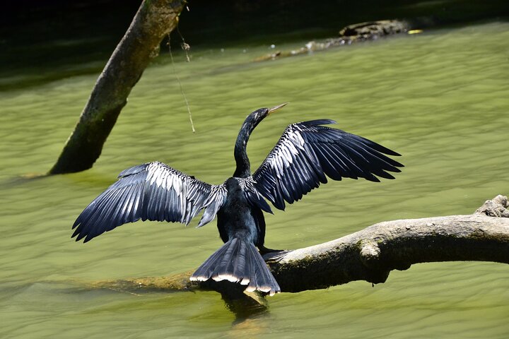 Tortuguero:Canoe tour, day hike, hill tour, night or spawning tour