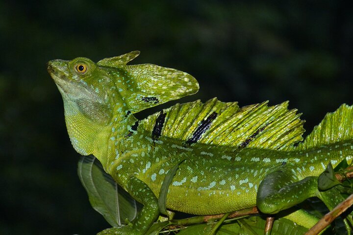 Tortuguero:Canoe tour, day hike, hill tour, night or spawning tour