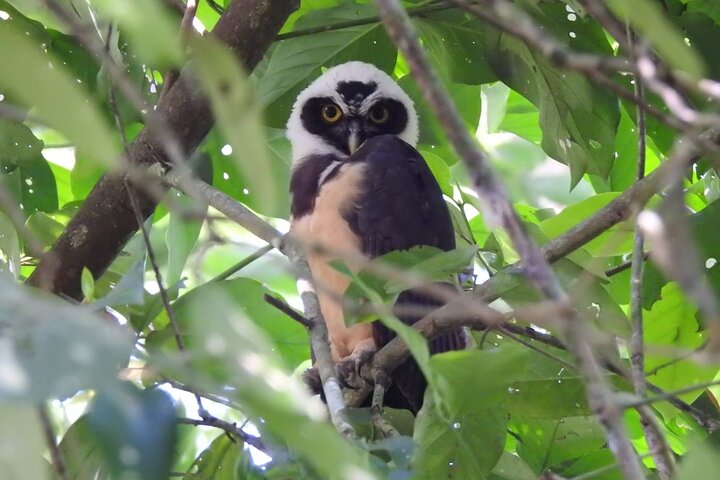 Tortuguero:Canoe tour, day hike, hill tour, night or spawning tour