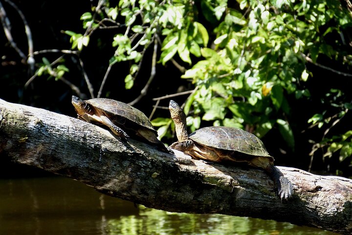 Tortuguero:Canoe tour, day hike, hill tour, night or spawning tour