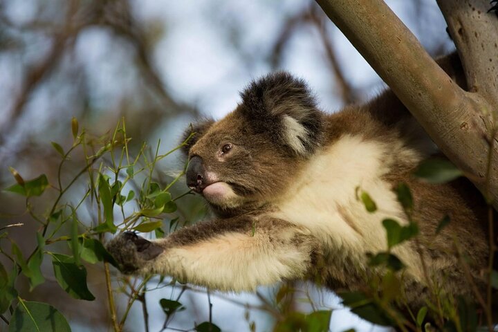 Premium Small Group Great Ocean Road & Wildlife with Lunch