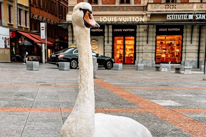 Small-Group Lake Como & Lugano: 2 Countries in 1 Day, Boat Cruise