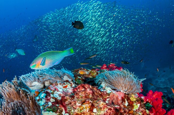 Shoreside Fun-Day with Titou Gorge, Hot Springs & Champagne Reef