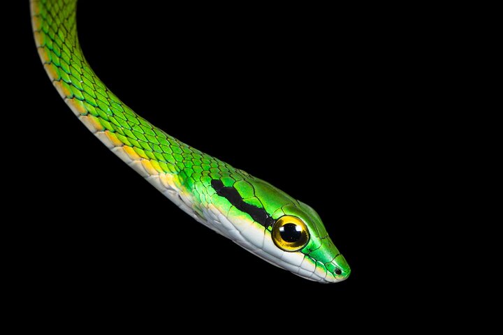 Night Mangrove Safari Boat Tour with Dinner | Manuel Antonio