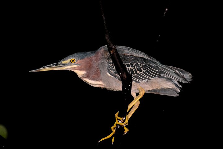 Night Mangrove Safari Boat Tour with Dinner | Manuel Antonio