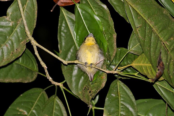 Night Mangrove Safari Boat Tour with Dinner | Manuel Antonio