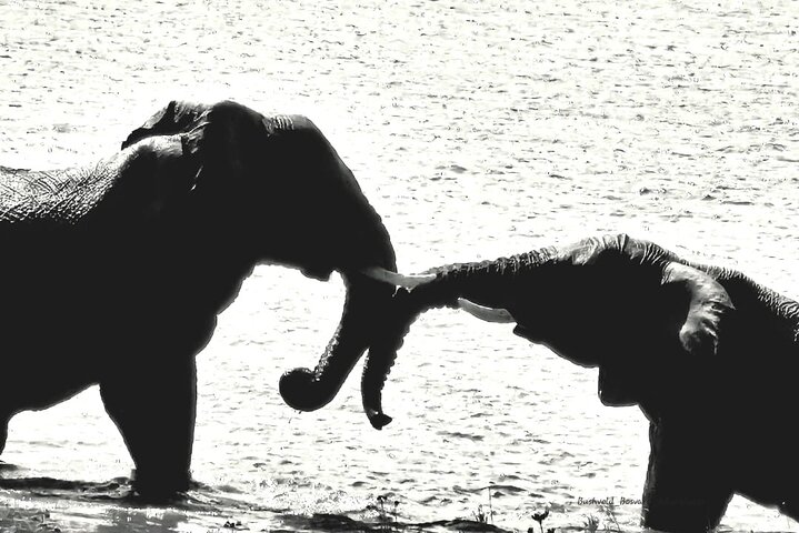 3-Hour Scheduled Safari Game Drive in Pilanesberg National Park
