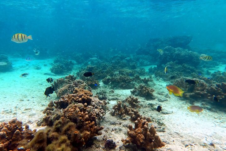 North Okinawa: Private Kayak & Snorkel Adventure